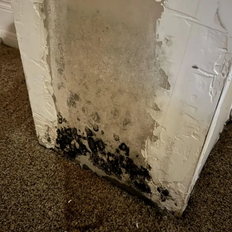 Professional Mold Removal in Capron, IL